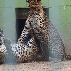 Sri Lankan leopards (Panthera pardus kotiya) fighting, 2019-05-25