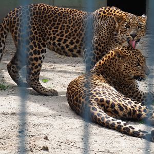 Sri-Lankan leopards (Panthera pardus kotiya), 2019-05-25
