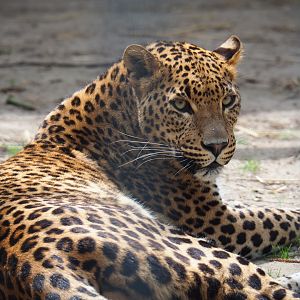 Sri-Lankan leopard (Panthera pardus kotiya), 2019-05-25