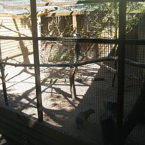 Skærup Zoo - Saki exhibit