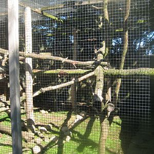 Skærup Zoo - De Brazza's monkey exhibit
