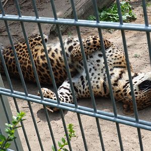 Sri Lankan leopard in a strange position (Panthera pardus kotiya), 2019-05-25