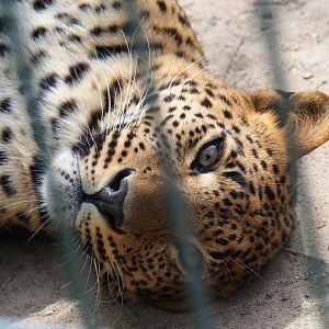 Sri Lankan leopard (Panthera pardus kotiya), 2019-05-25