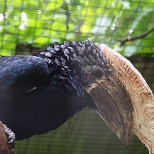 Male Silvery-cheeked hornbill (Bycanistes brevis), 2019-05-25