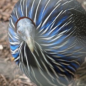 Vulturine guineafowl (Acryllium vulturinum), 2019-05-25