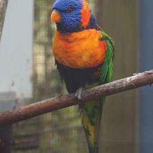 Red-necked lorikeet (Trichoglossus rubritorquis), 2019-05-25