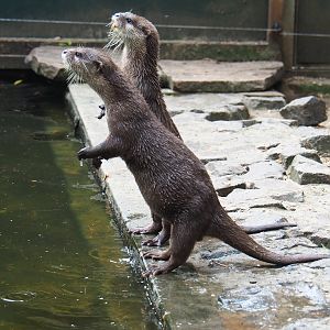 Asian small-clawed otters (Aonyx cinerea) waiting for food, 2019-05-25