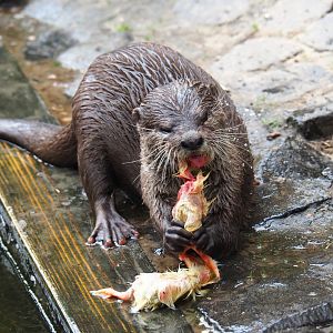 Asian small-clawed otter eating one-day chicks (Aonyx cinerea), 2019-05-25