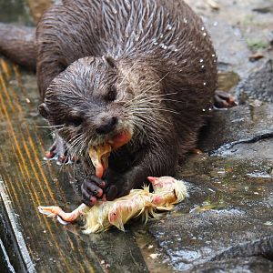 Asian small-clawed otter eating one-day chicks (Aonyx cinerea), 2019-05-25