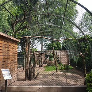 White-striped Dorcopsis - Papuan wreathed hornbill - Masked lapwing exhibit, 2019-05-25