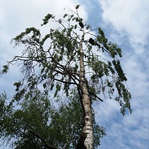 Palawan binturongs (Arctictis binturong whitei) in birch tree, 2019-05-25