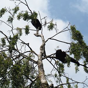 Palawan binturongs (Arctictis binturong whitei) in birch tree, 2019-05-25