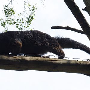 Palawan binturong (Arctictis binturong whitei), 2019-05-25