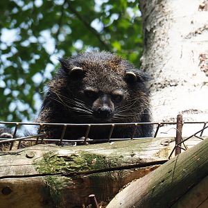 Palawan binturong (Arctictis binturong whitei), 2019-05-25