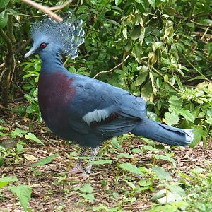 Victoria crowned pigeon (Goura victoria), 2019-05-25