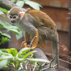 Common squirrel monkey (Saimiri sciureus), 2019-05-25