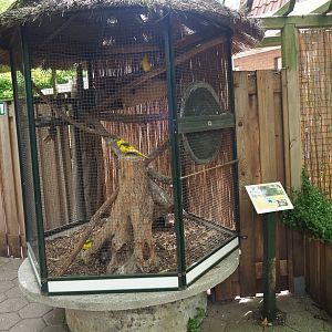 Red-crowned kakariki aviary, 2019-05-25