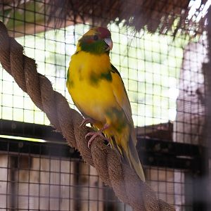 Yellow and green domestic form of the Red-crowned kakariki (Cyanoramphus novaezelandiae), 2019-05-25