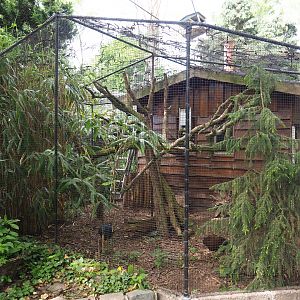 Vietnamese pheasant and cotton-top tamarin exhibit, 2019-05-25