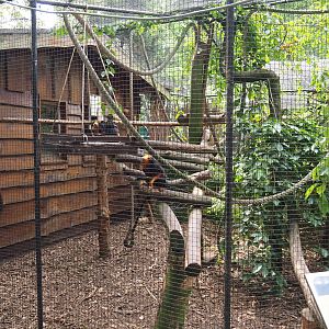 Golden-headed lion tamarin exhibit, 2019-05-25
