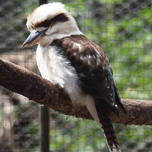 Laughing kookaburra (Dacelo novaeguineae), 2019-05-25