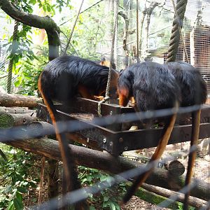 Golden-headed lion tamarins (Leontopithecus chrysomelas) on feeding platform, 2019-05-25