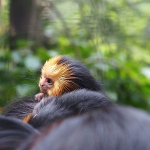 Baby Golden-headed lion tamarin (Leontopithecus chrysomelas), 2019-05-25