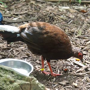 Vietnamese pheasant hen (Lophura hatinhensis), 2019-05-25