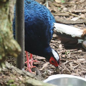 Vietnamese pheasant rooster (Lophura hatinhensis), 2019-05-25