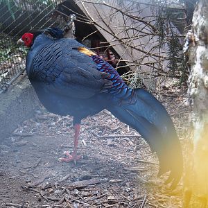 Siamese fireback pheasant rooster (Lophura diardi), 2019-05-25