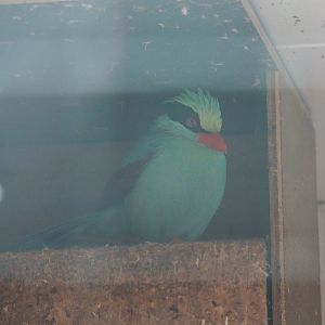 Common green magpie (Cissa chinensis), 2019-05-25