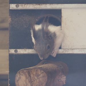 Japanese squirrel (Sciurus lis), 2019-05-25