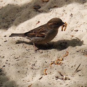 Female house sparrow (Passer domesticus) collecting mealworms, 2019-05-25