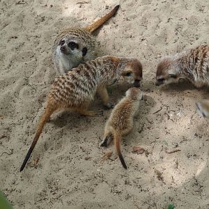 Feeding meerkats (Suricata suricatta), 2019-05-25