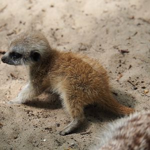 Meerkat pup (Suricata suricatta), 2019-05-25