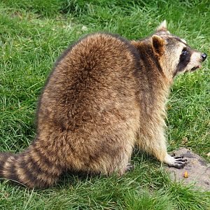 Raccoon (Procyon lotor), 2019-05-25