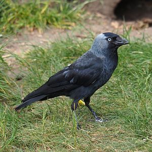 Eurasian jackdaw (Corvus monedula), 2019-05-25