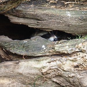 Raccoon (Procyon lotor) inside big tree trunk, 2019-05-25