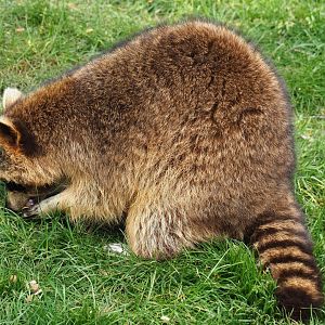 Raccoon (Procyon lotor), 2019-05-25