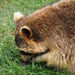 Raccoon (Procyon lotor), 2019-05-25