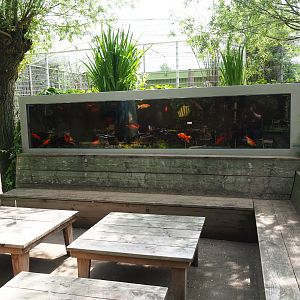 Sitting area and outdoor goldfish aquarium, 2019-05-25