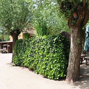 Backside of the outdoor goldfish aquarium, 2019-05-25
