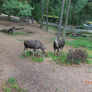 Helsinki Zoo 11.8.19
