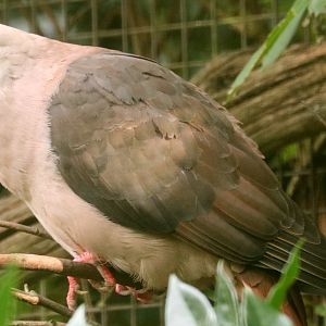 Pink pigeon; Cotswold; 18th August 2019