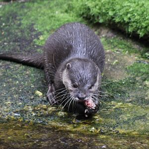 Asian small-clawed otter