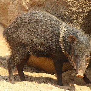 Collared peccary