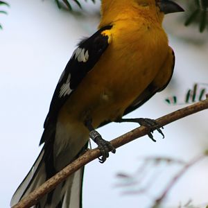 Yellow grosbeak