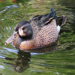 Blue-winged teal