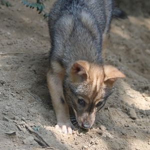 European golden jackal - juvenile