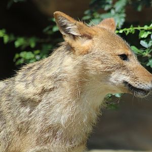 European golden jackal